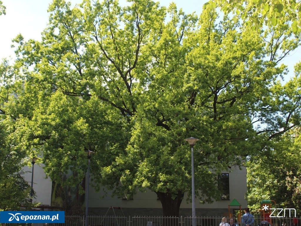 fot. ZZM Poznań