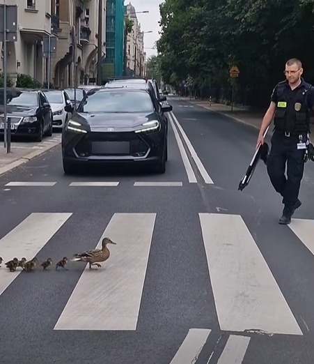 Poznańskie kaczki bezpiecznie i przepisowo przeprowadzone przez pasy do parku. Niezwykła akcja Ekopatrolu