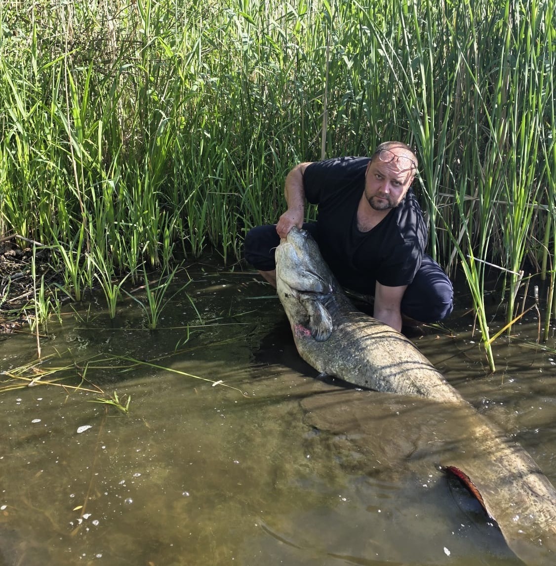 Gigant wyłowiony w Wielkopolsce ma 192 cm długości! Ryba trafiła z powrotem do wody