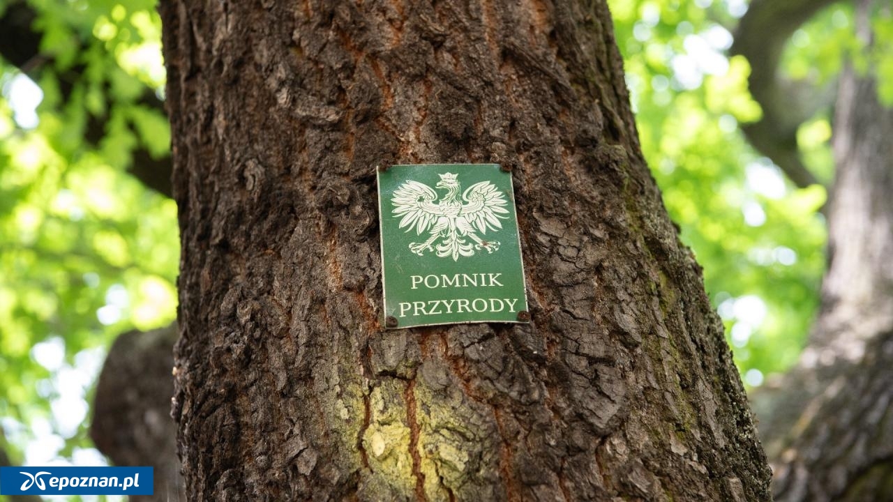 fot. UM Poznań