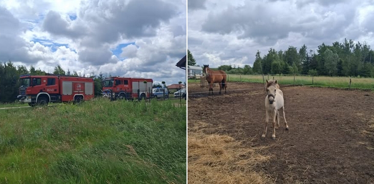 Tragiczne zdarzenie w regionie. Trzy konie nie przeżyły