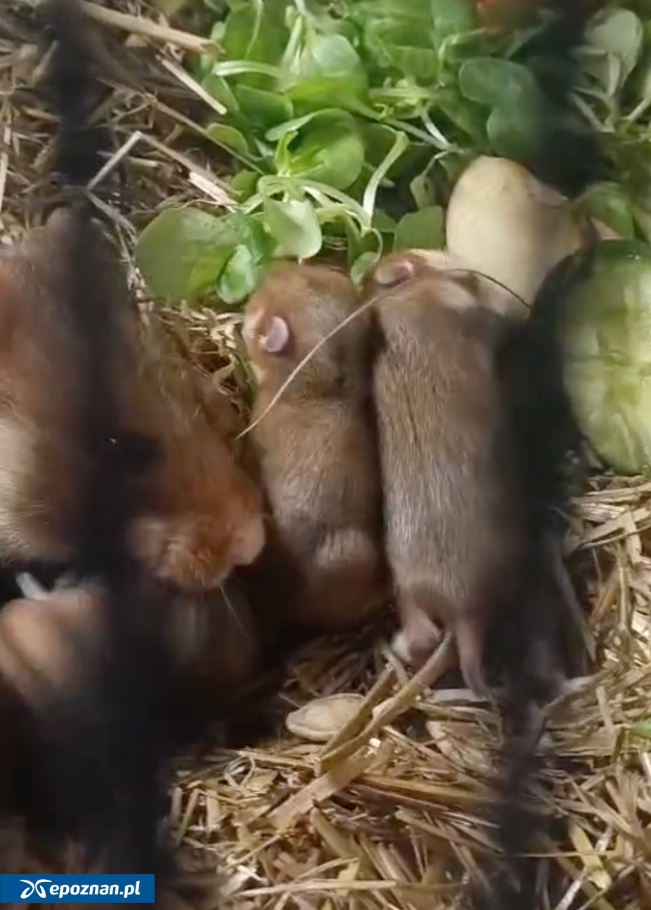fot. Urszula Sajda, opiekunka chomików w Nowym Zoo w Poznaniu