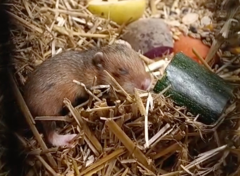 Bardzo ważne narodziny w poznańskim ZOO! Maluchów... nie zobaczymy