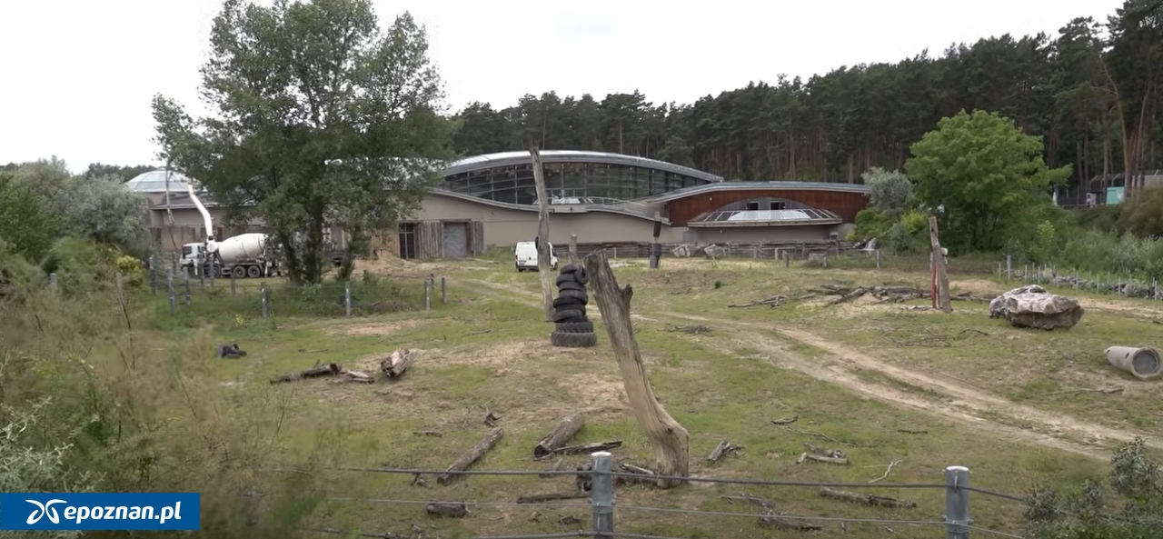 fot. ZOO Poznań Official / Facebook / screen