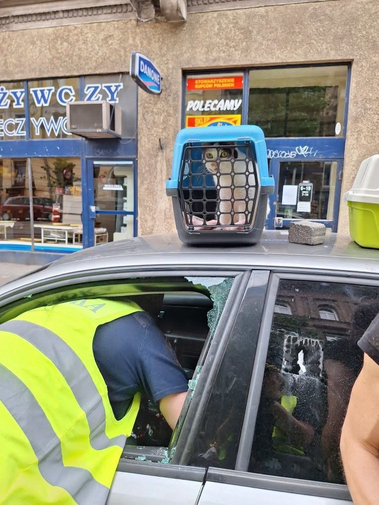 Kot zamknięty w rozgrzanym samochodzie przy poznańskiej ulicy. Na pomoc ruszyły strażniczki miejskie
