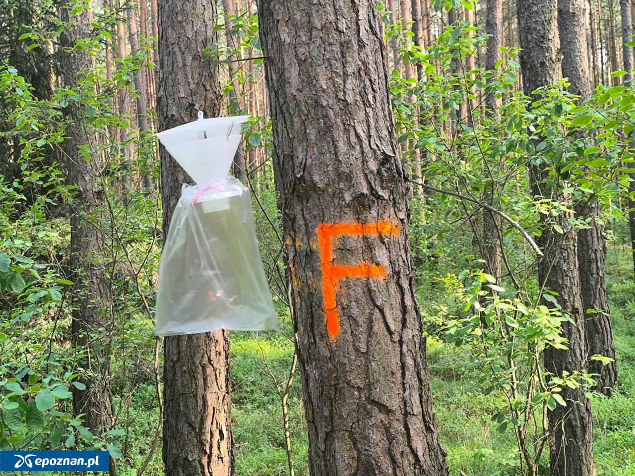 fot. Nadleśnictwo Grodzisk Wielkopolski / FB