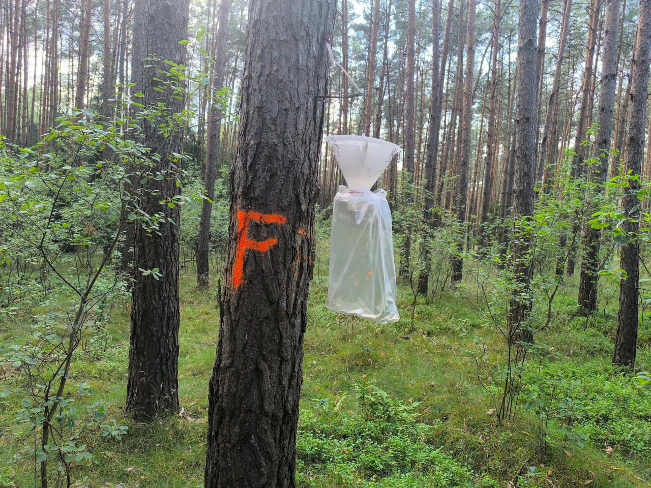 Taki widok w wielkopolskim lesie. "Prosimy, nie dotykajcie jej i nie niszczcie"