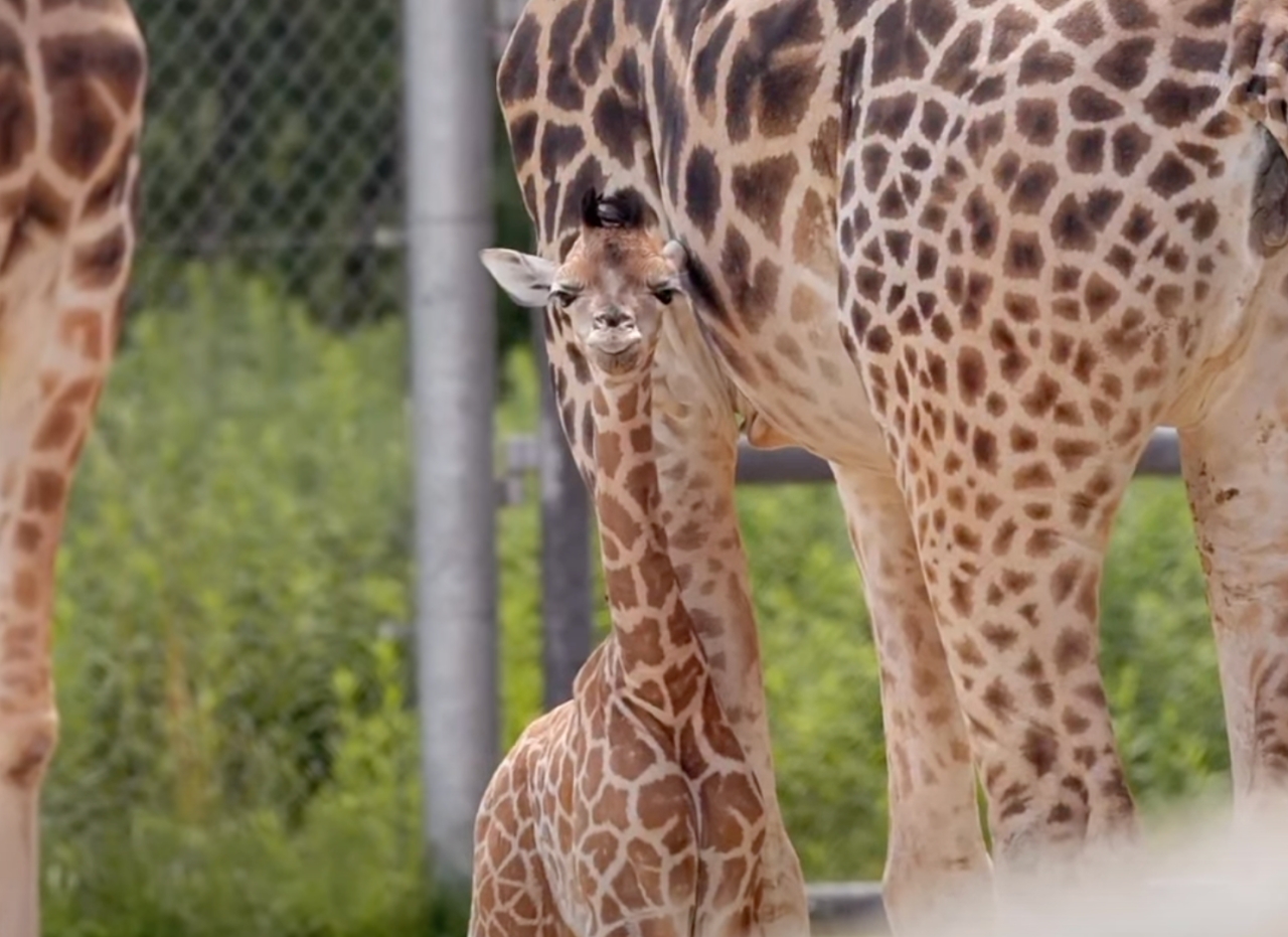 W poznańskim ZOO urodziła się żyrafa!