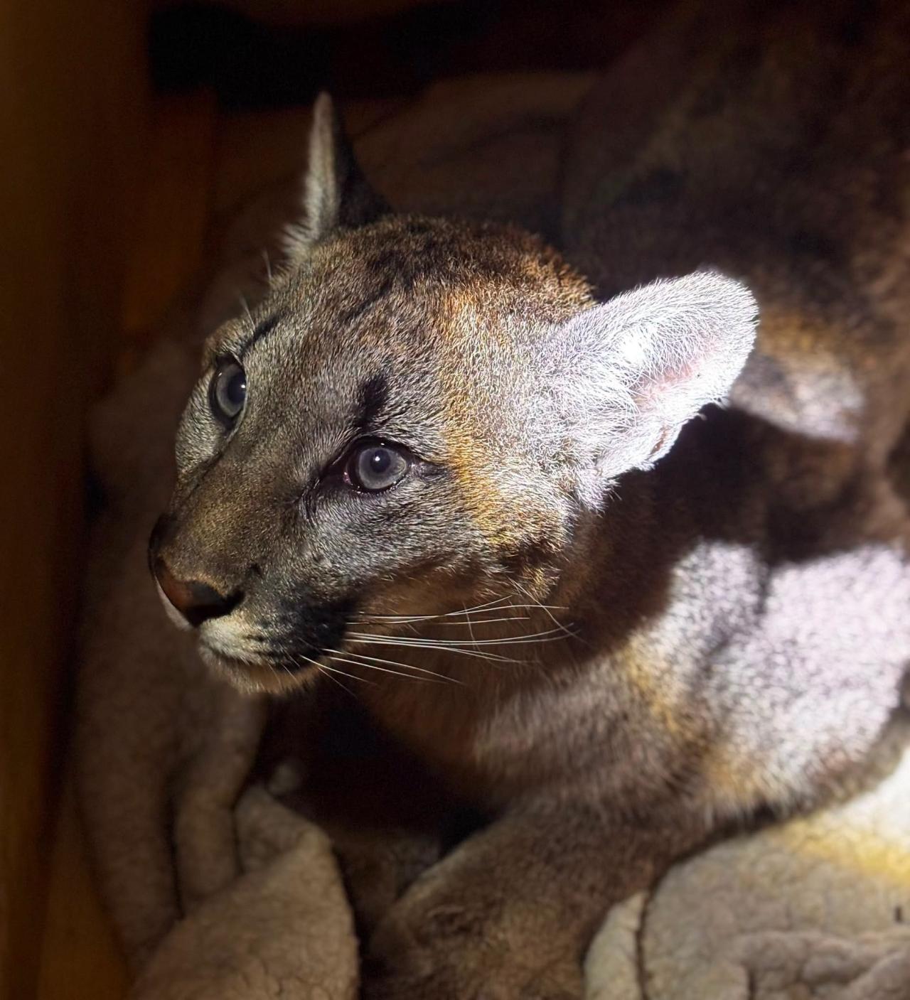 Poszukiwana od kilku dni puma została przywieziona do Poznania