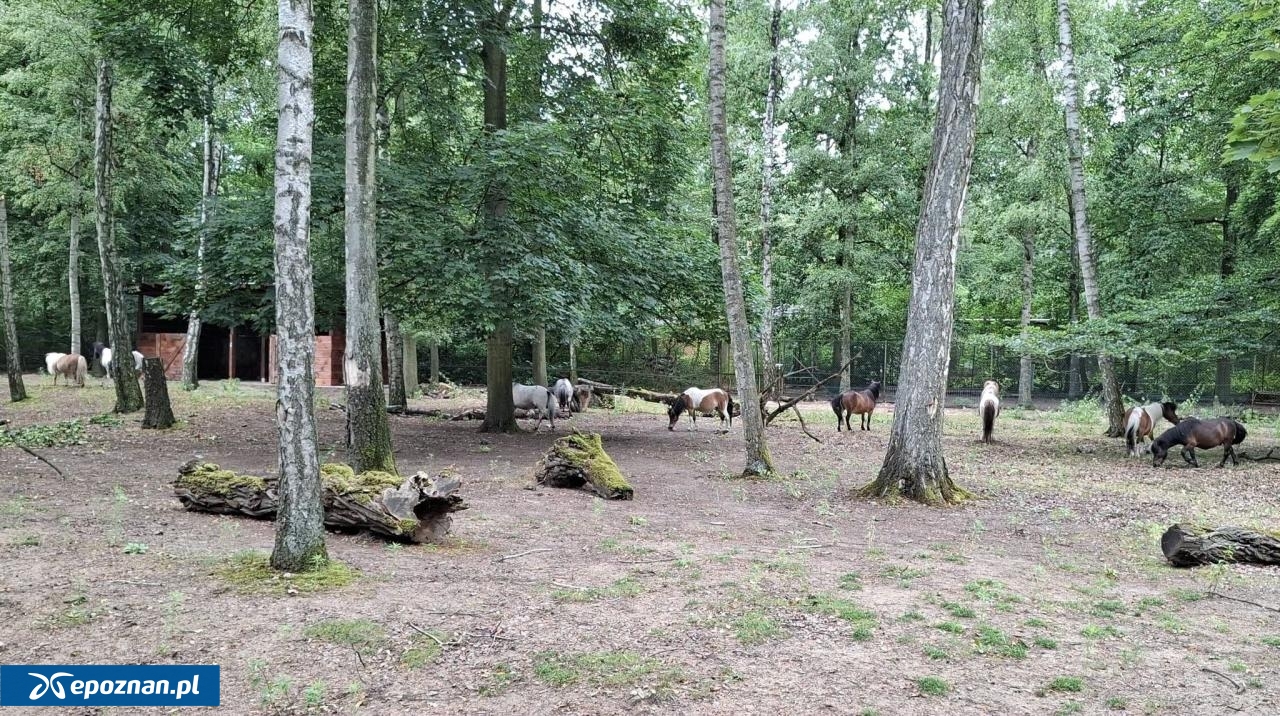 Zwierzęta już w nowym miejscu. | fot. ZOO Poznań Official / Facebook
