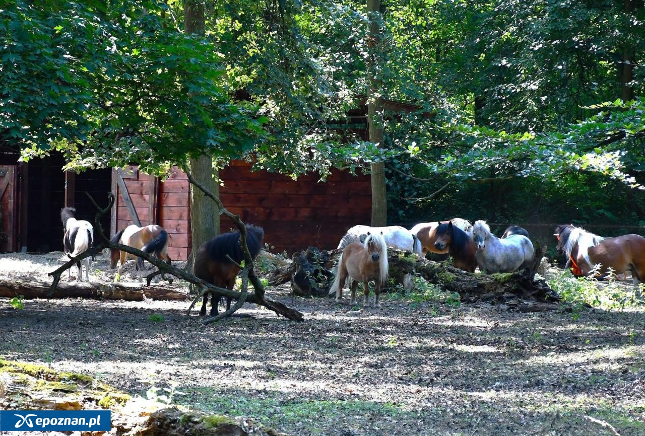 Zwierzęta już w nowym miejscu. | fot. ZOO Poznań Official / Facebook