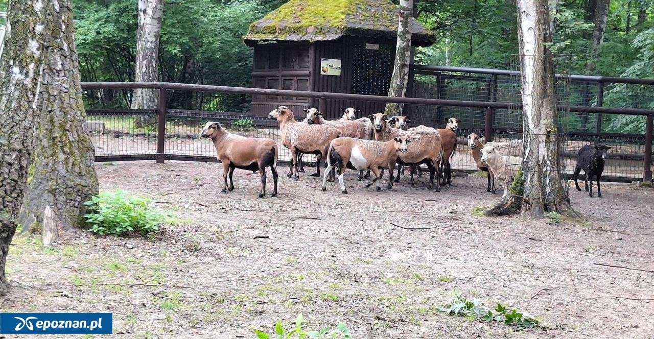 Zwierzęta już w nowym miejscu. | fot. ZOO Poznań Official / Facebook