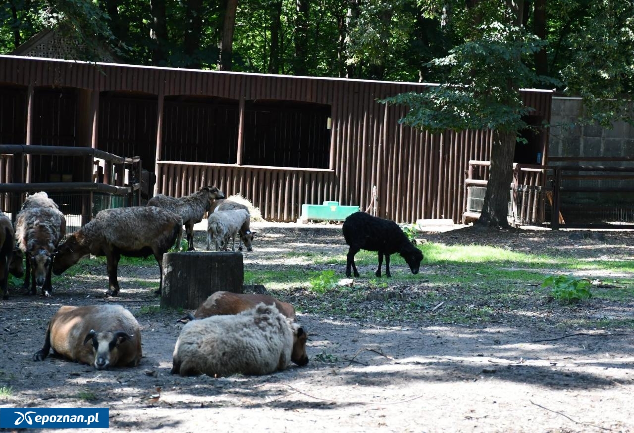 Zwierzęta już w nowym miejscu. | fot. ZOO Poznań Official / Facebook