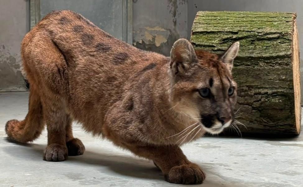 Jest więcej informacji o pumie, która przyjechała do poznańskiego ZOO