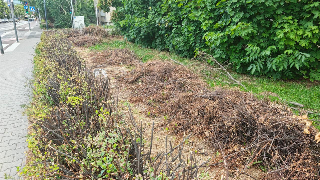 Ostre cięcie przy Marcelińskiej. "Tak firma na zlecenie miasta potraktowała żywopłot"