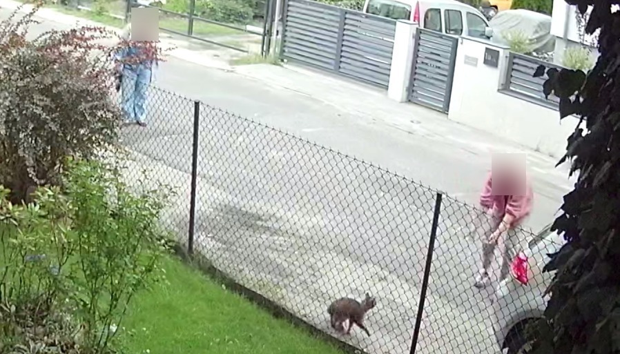19-letni kot "bezczelnie skradziony" sprzed prywatnej posesji w Poznaniu. "Liczy się czas"