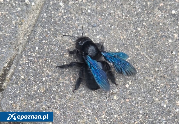 fot. Dorota