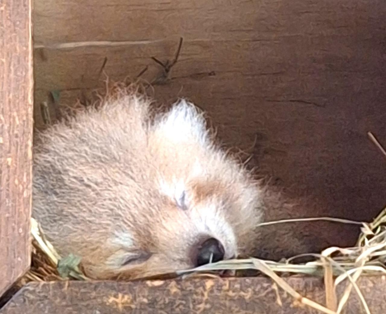 Nic słodszego dziś nie zobaczycie. W Nowym ZOO urodziły się pandki rude!