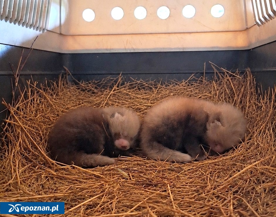 fot. ZOO Poznań
