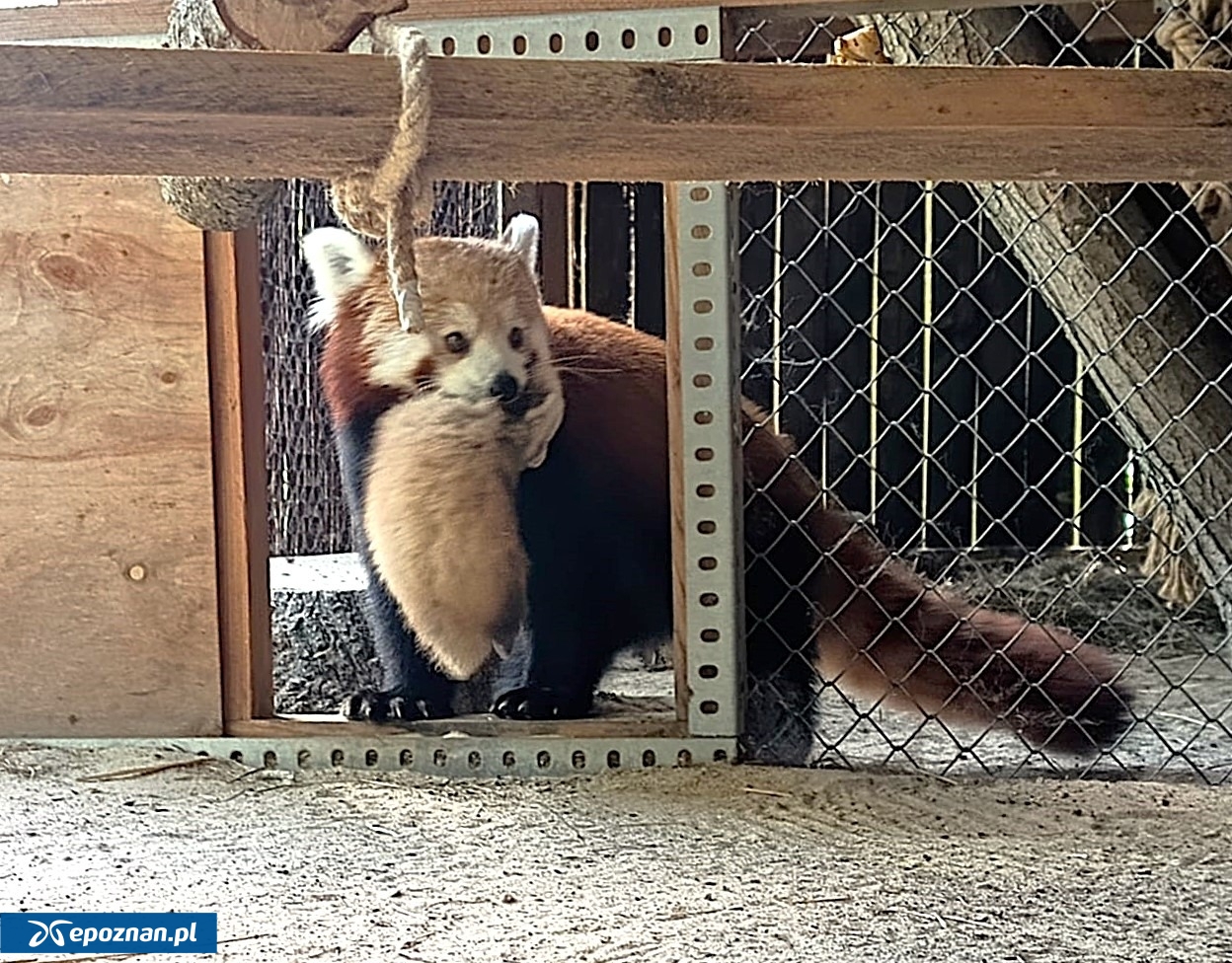fot. ZOO Poznań