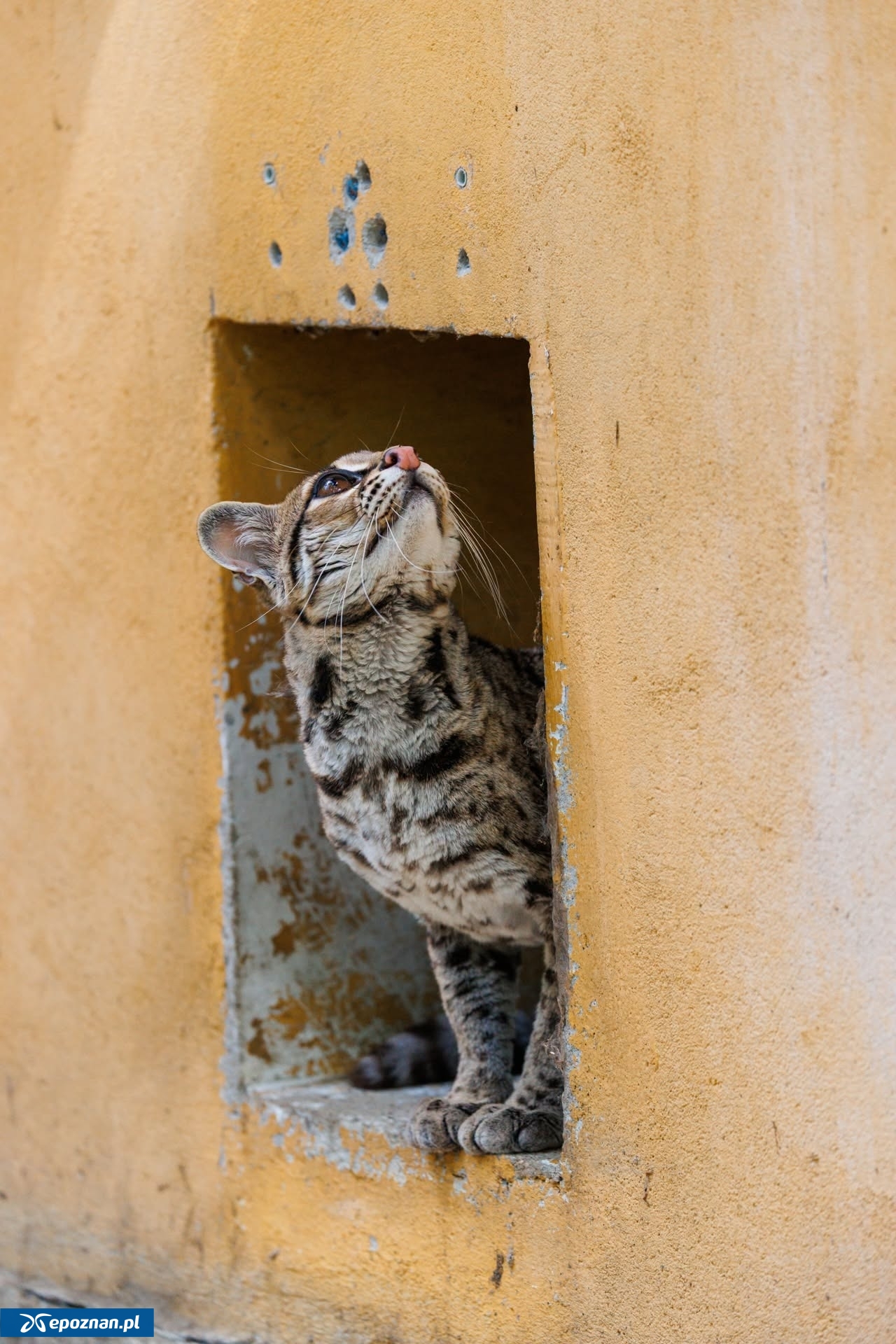 fot. ZOO Poznań Official / Facebook
