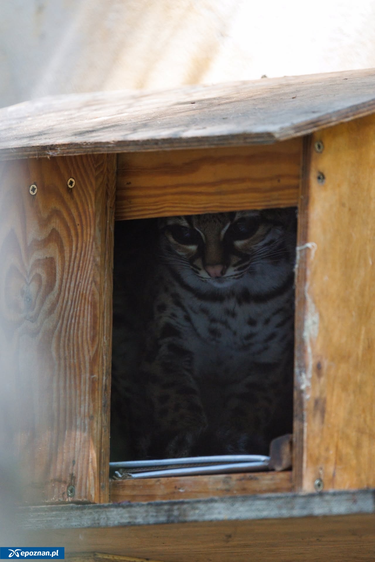 fot. ZOO Poznań Official / Facebook