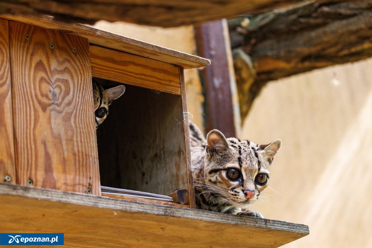 fot. ZOO Poznań Official / Facebook