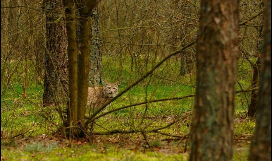 Ryś znów widziany w wielkopolskim lesie