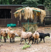 fot. ZOO Poznań Official / Facebook