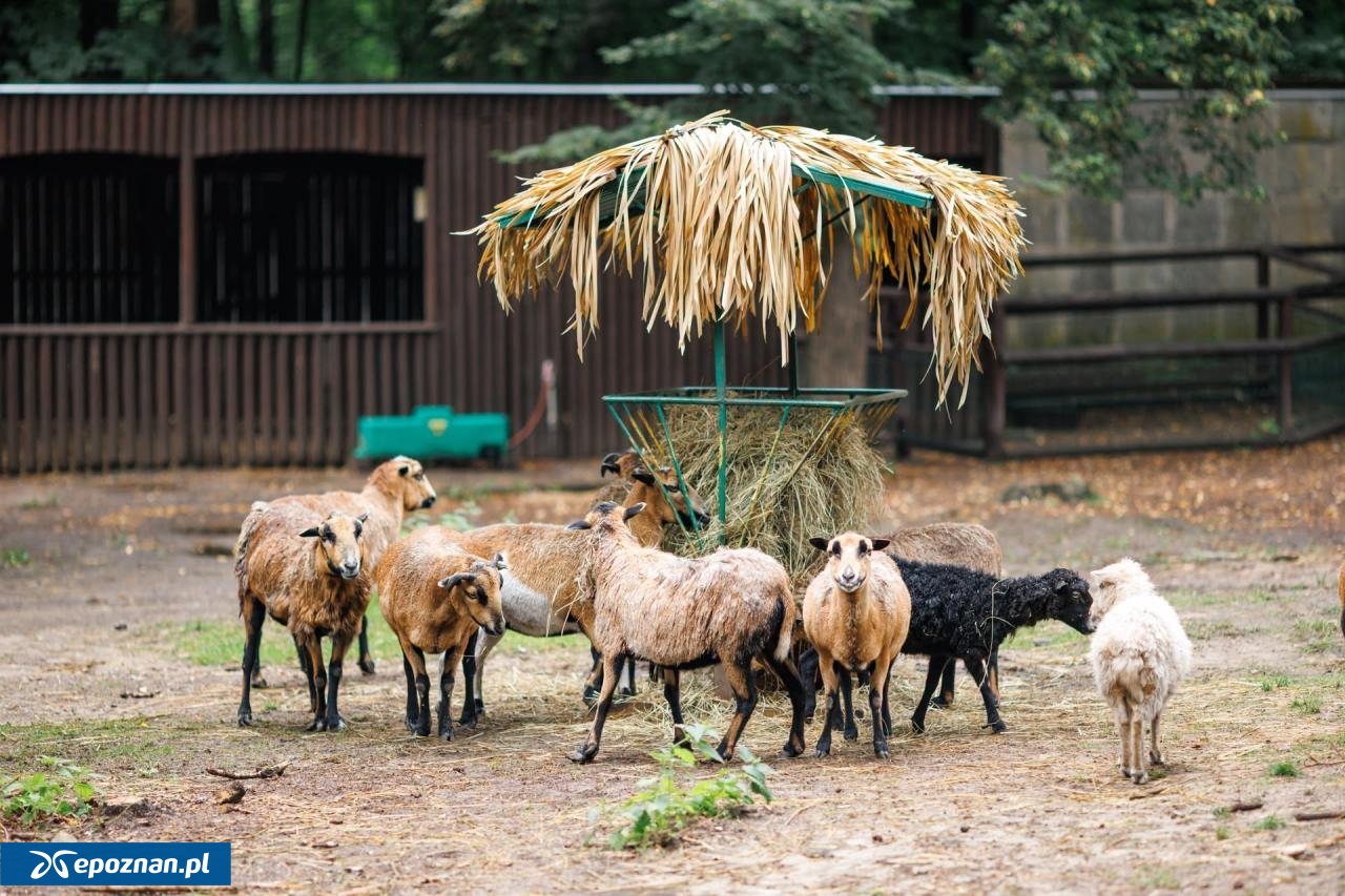 fot. ZOO Poznań Official / Facebook