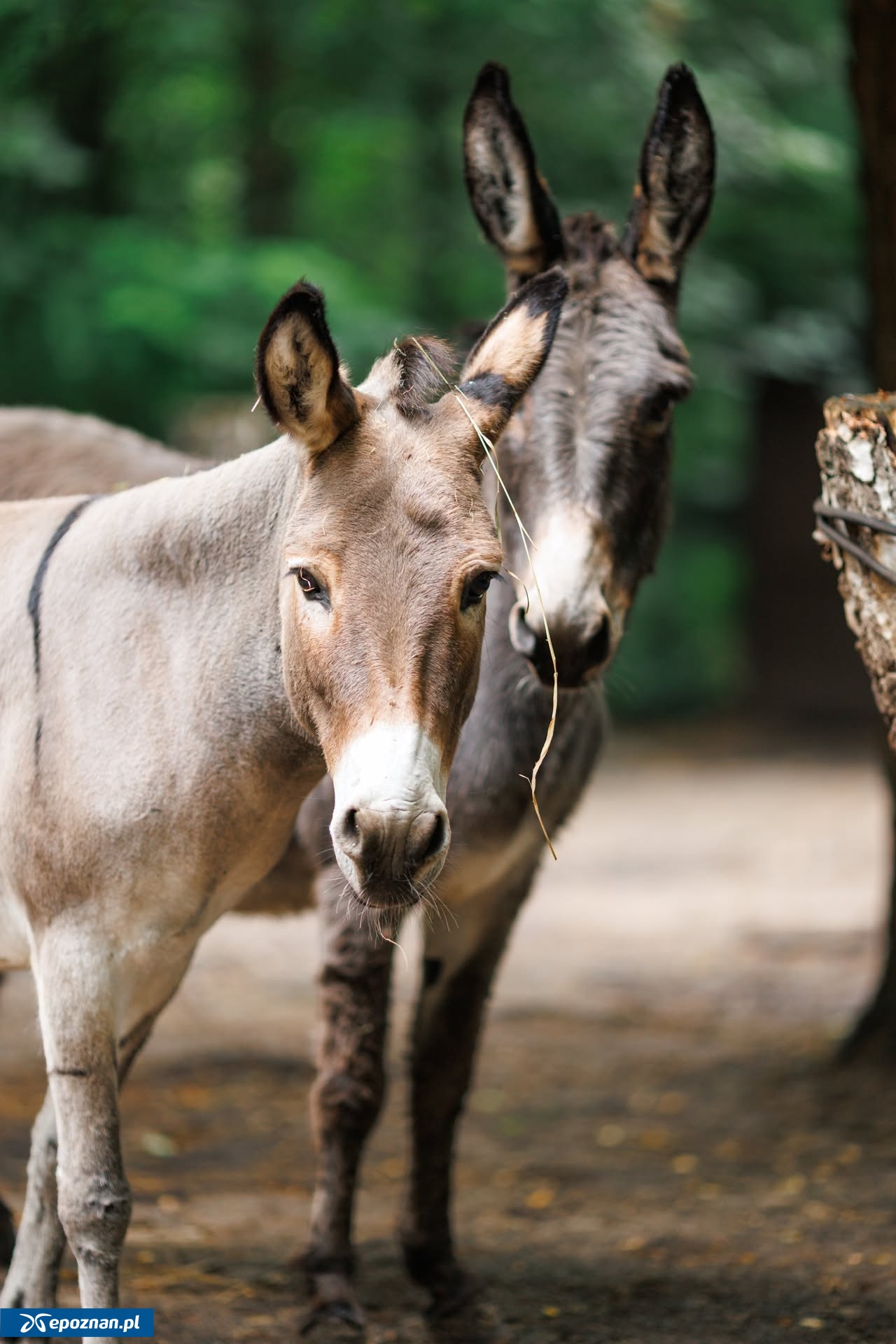 fot. ZOO Poznań Official / Facebook