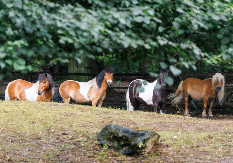 fot. ZOO Poznań Official / Facebook