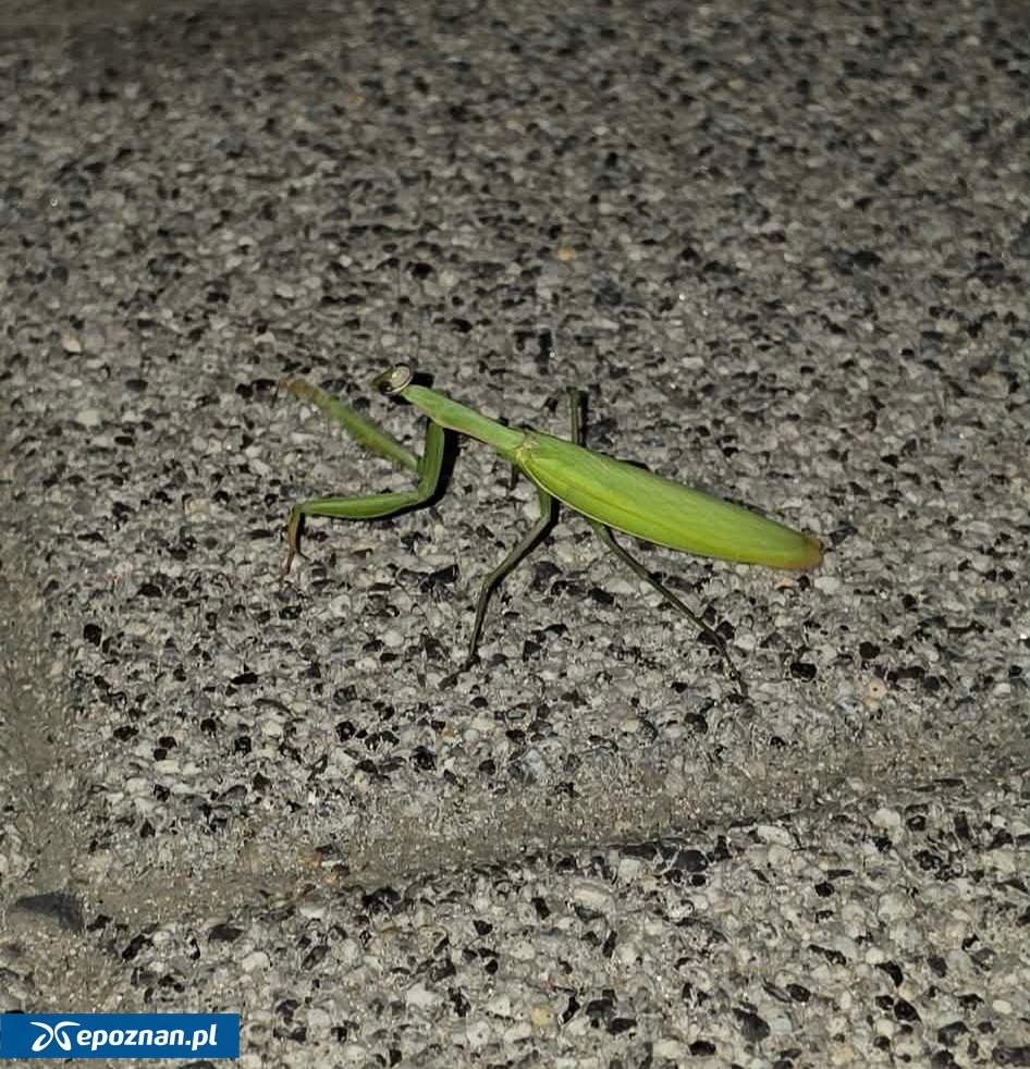 Modliszka widziana w niedzielę w rejonie Avenidy | fot. Czytelnik