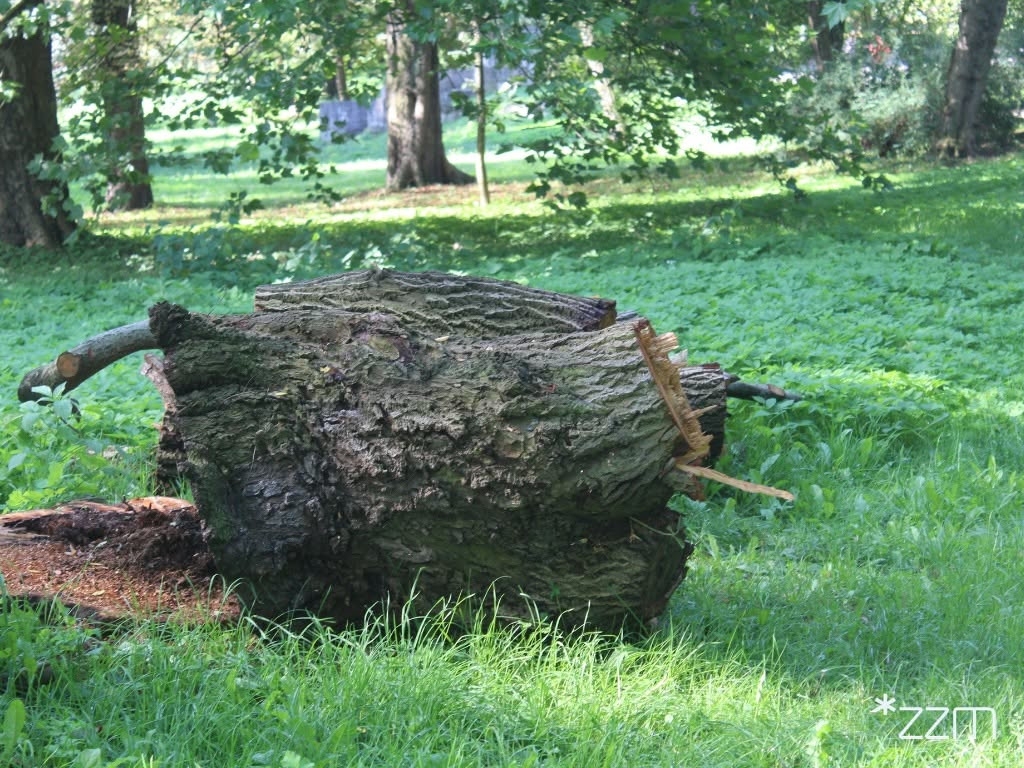 fot. ZZM Poznań