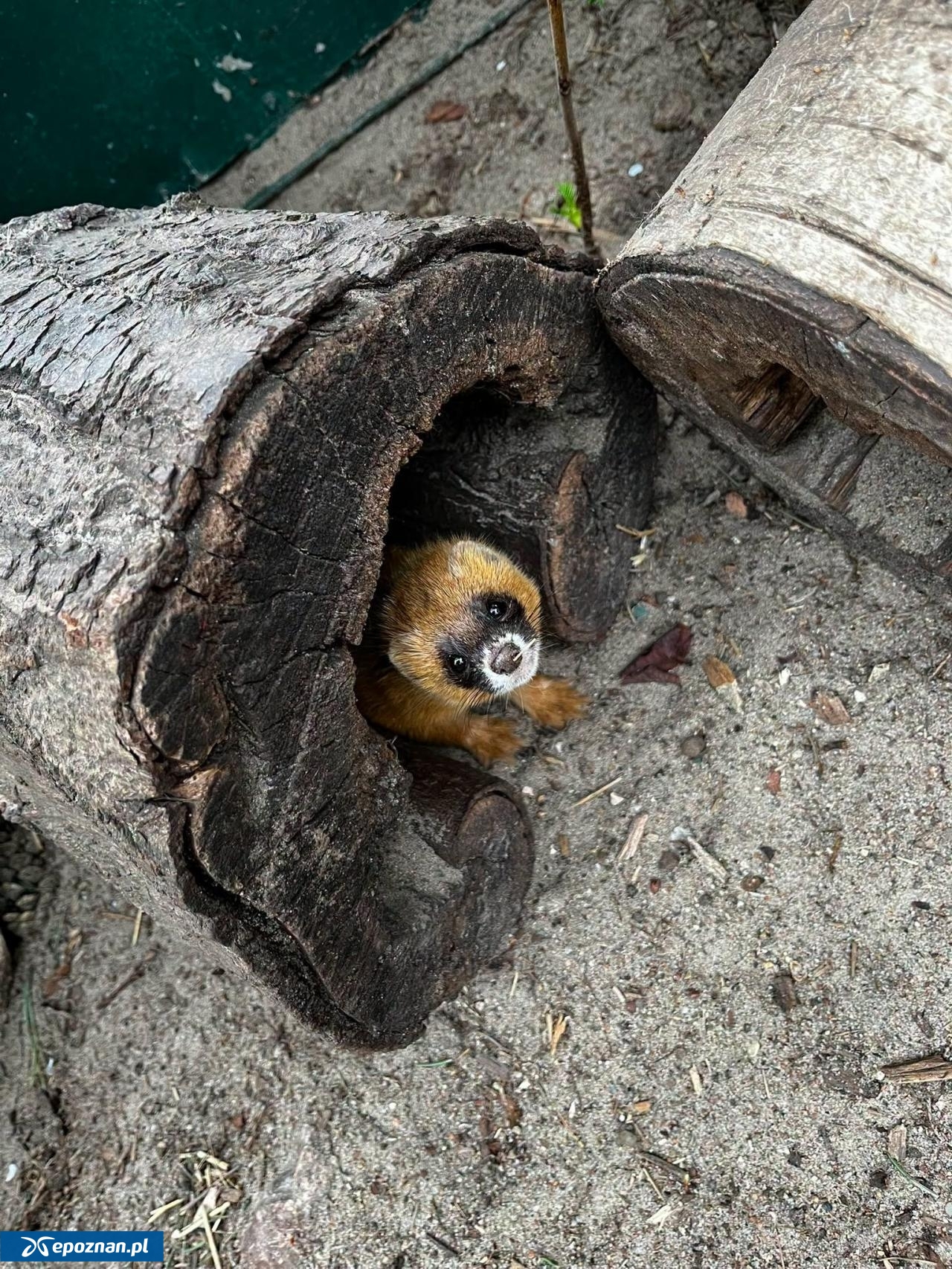 fot. ZOO Poznań Official / Facebook