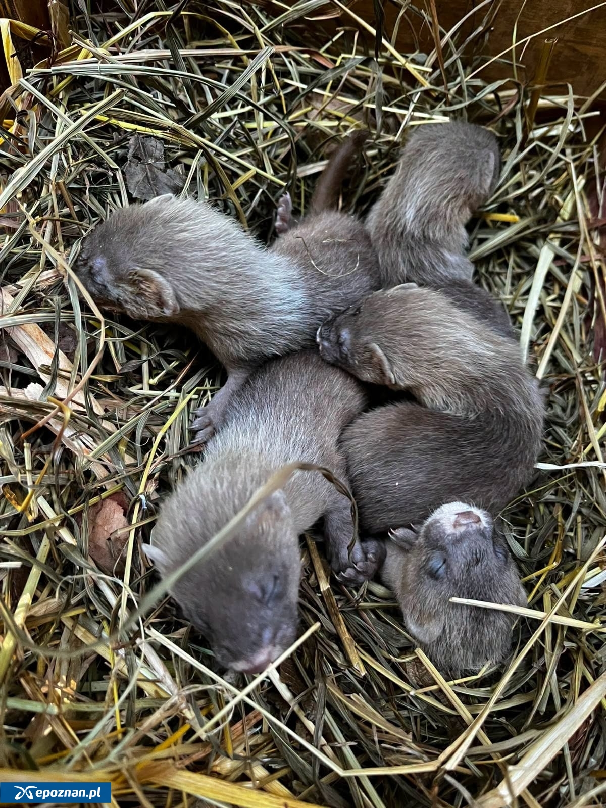 fot. ZOO Poznań Official / Facebook