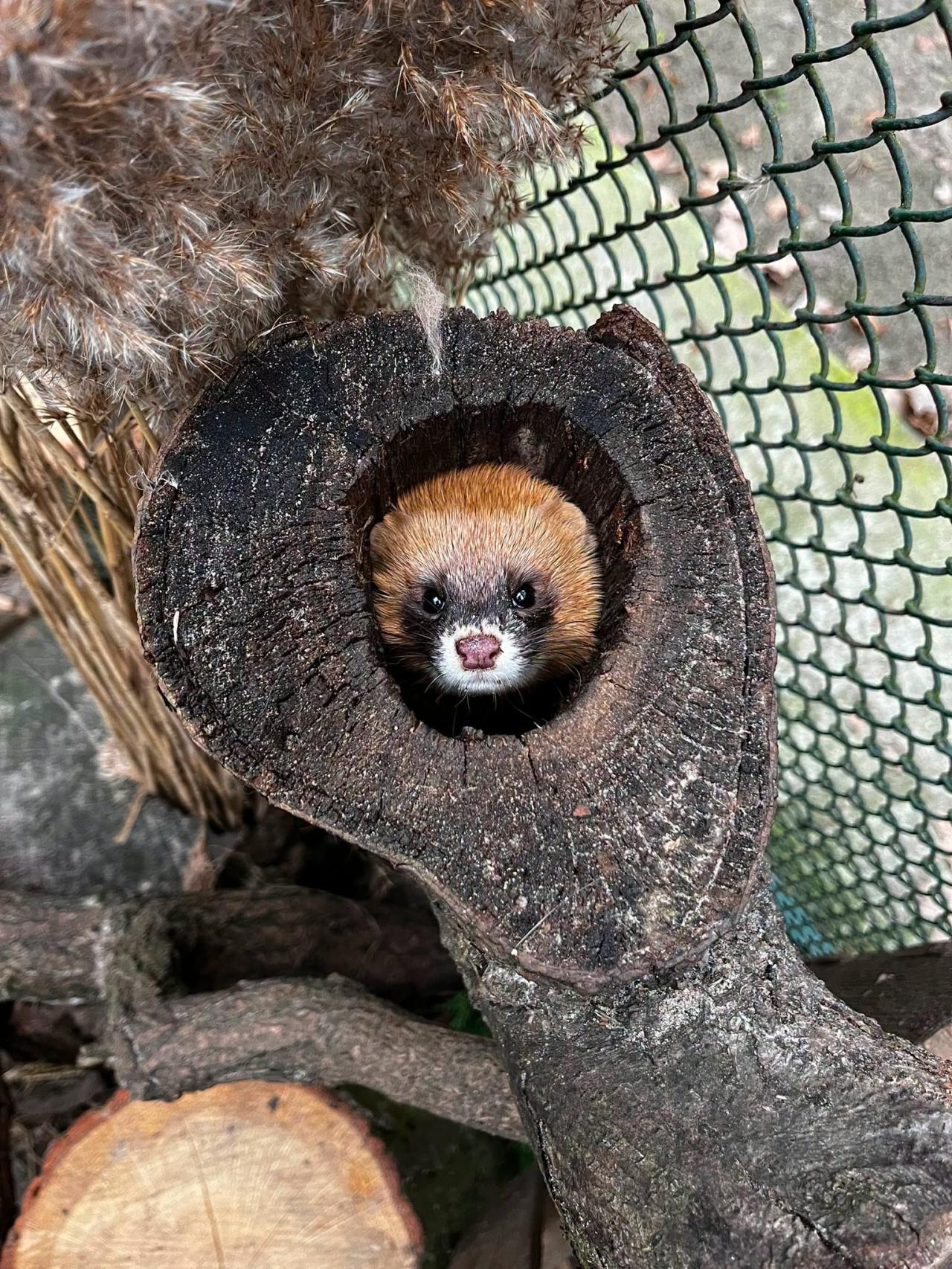 Nowi mieszkańcy poznańskiego ZOO. Na świat przyszło 6 maluchów!