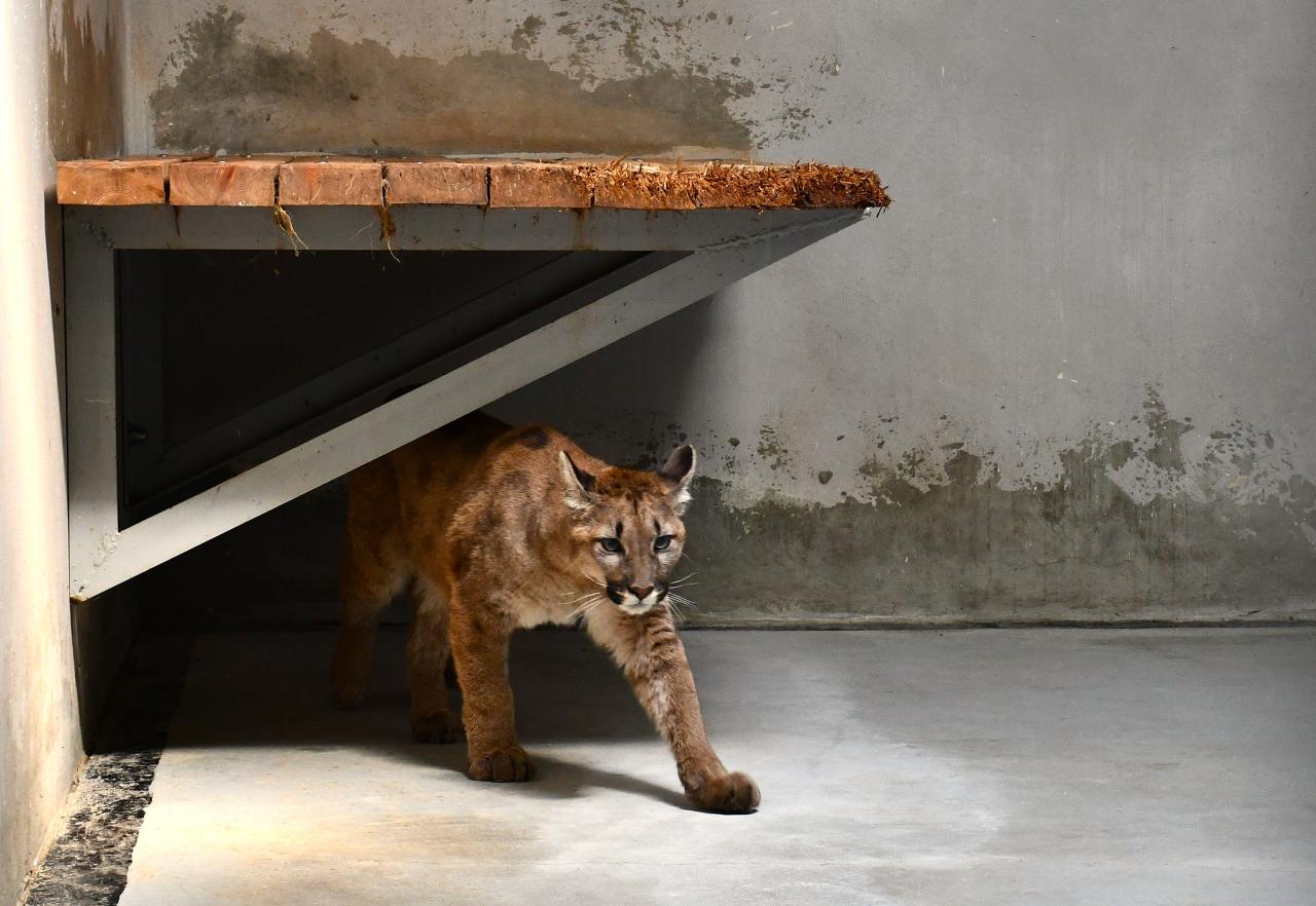 Są nowe informacje w sprawie pumy, która w lipcu trafiła do poznańskiego ZOO