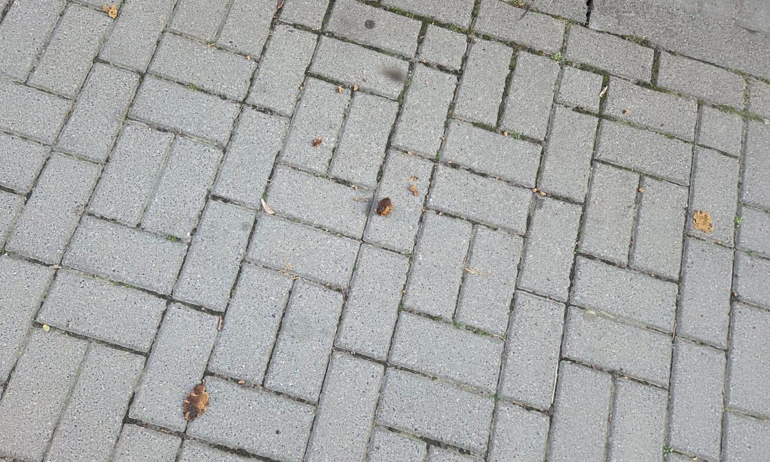 Poznań tonie w psich odchodach? "Czy ktoś w ogóle panuje nad ilością g*wna w okolicy?