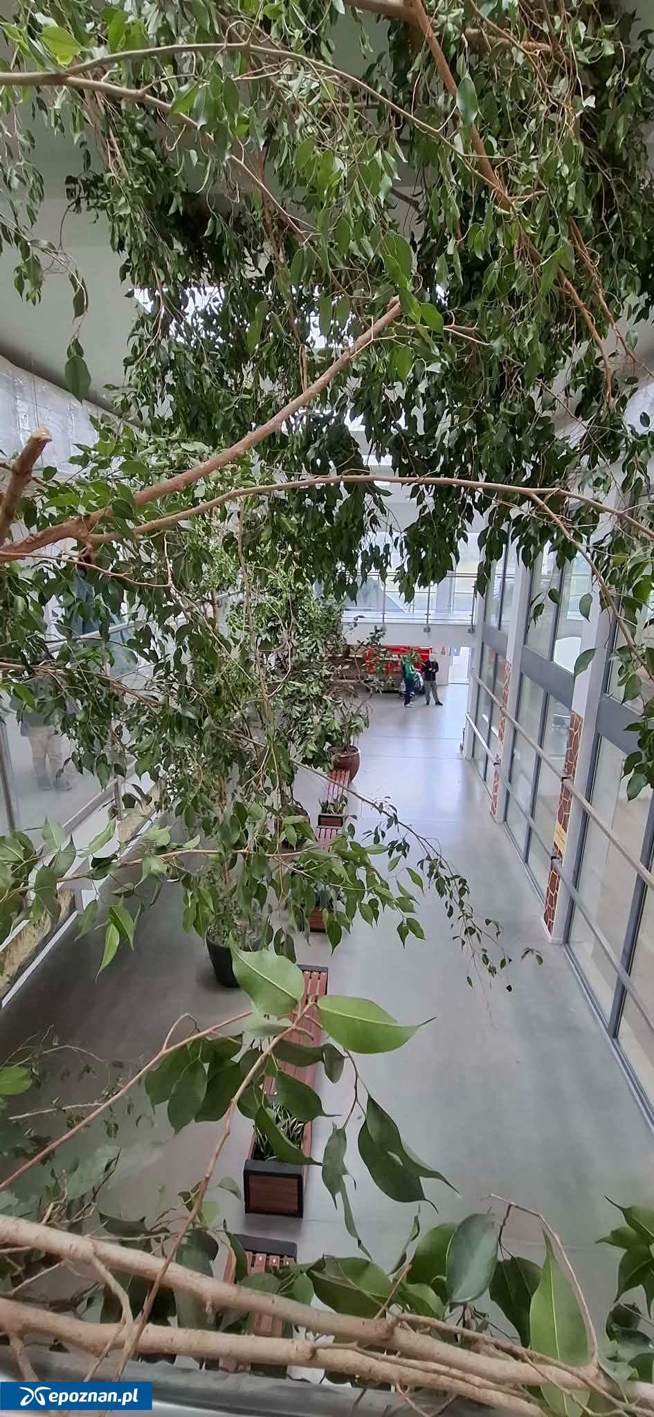 fot. Remigiusz Koziński / ZOO Poznań