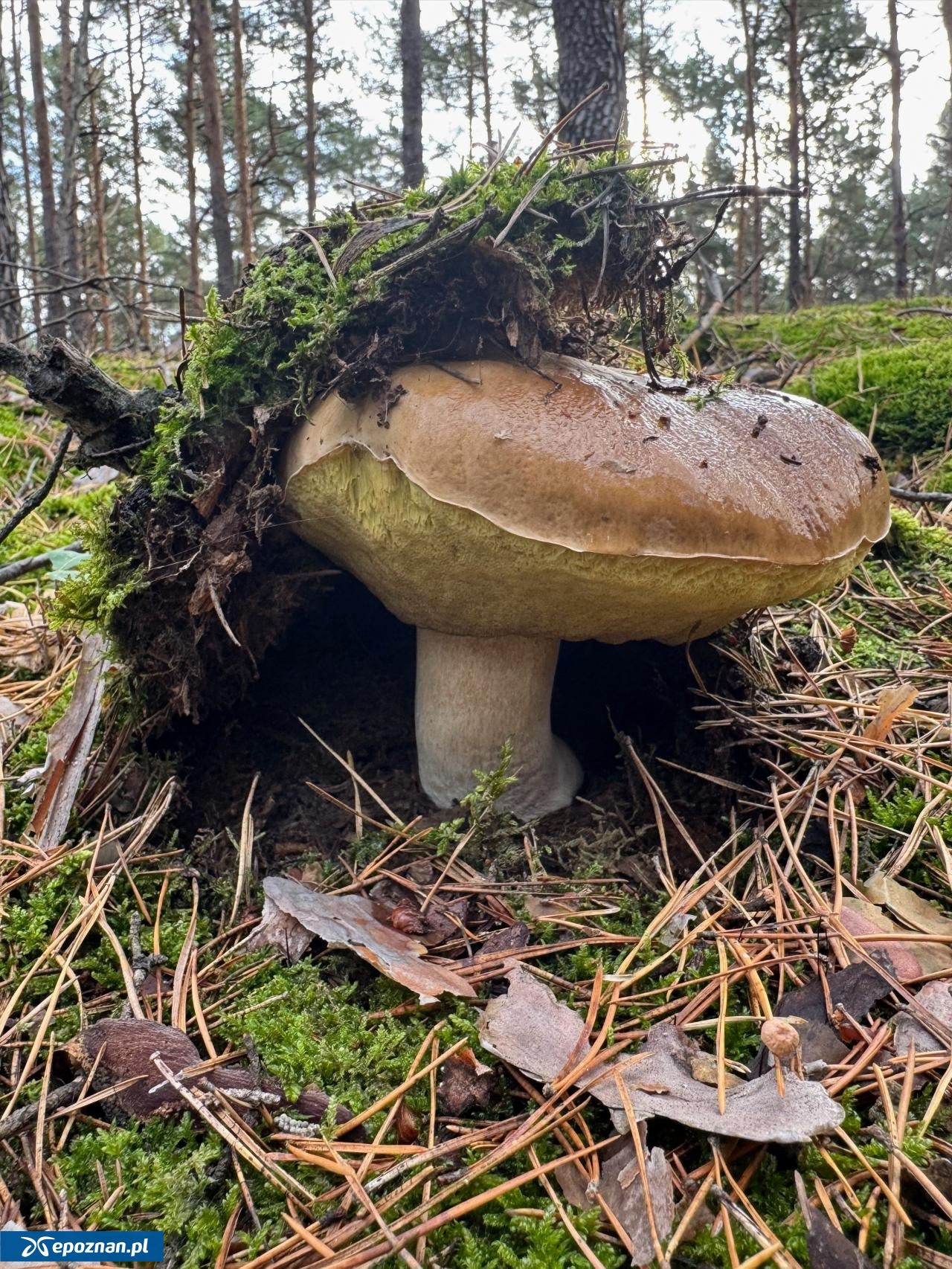 fot. Czytelniczka