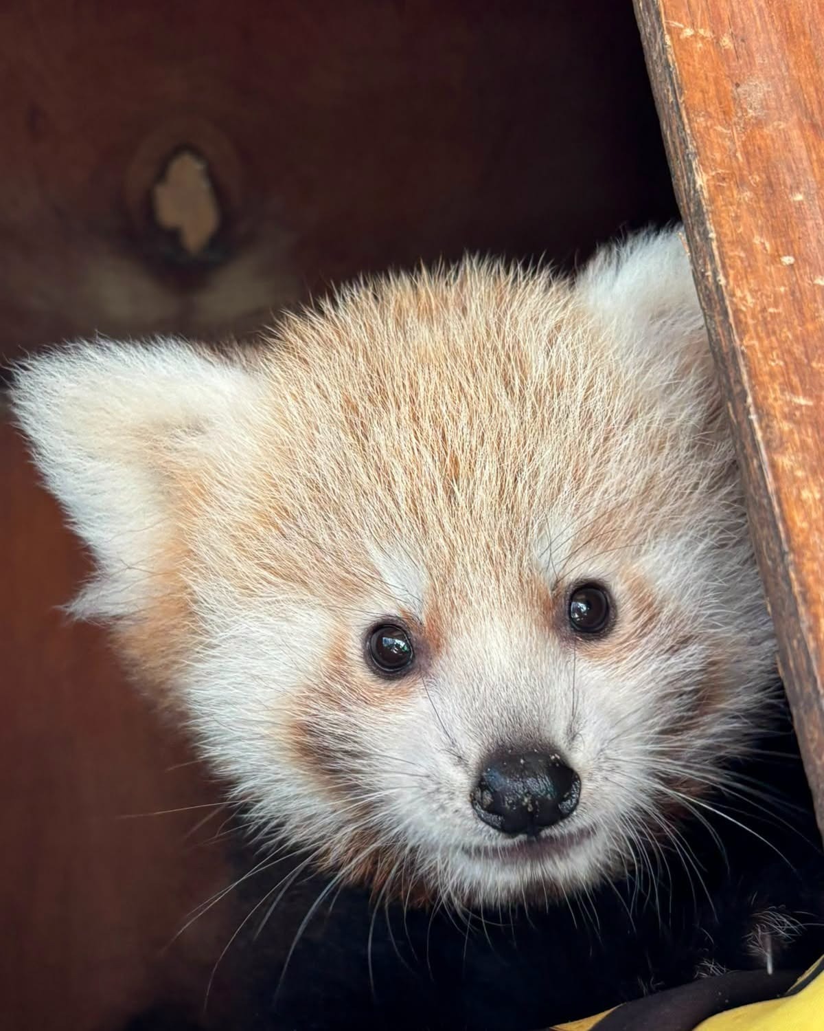 Mają nieco ponad dwa miesiące, dopiero poznano ich płeć. Będą nowe gwiazdy poznańskiego ZOO?