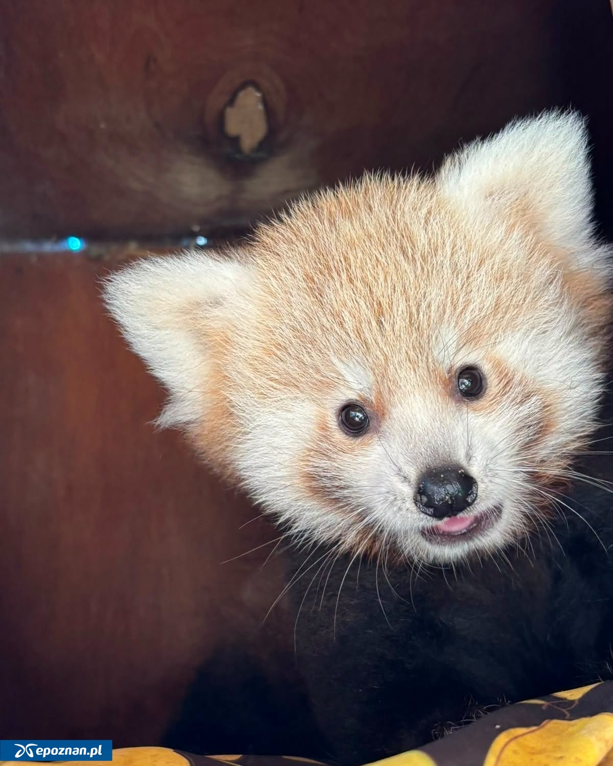 fot. ZOO Poznań Official / Facebook