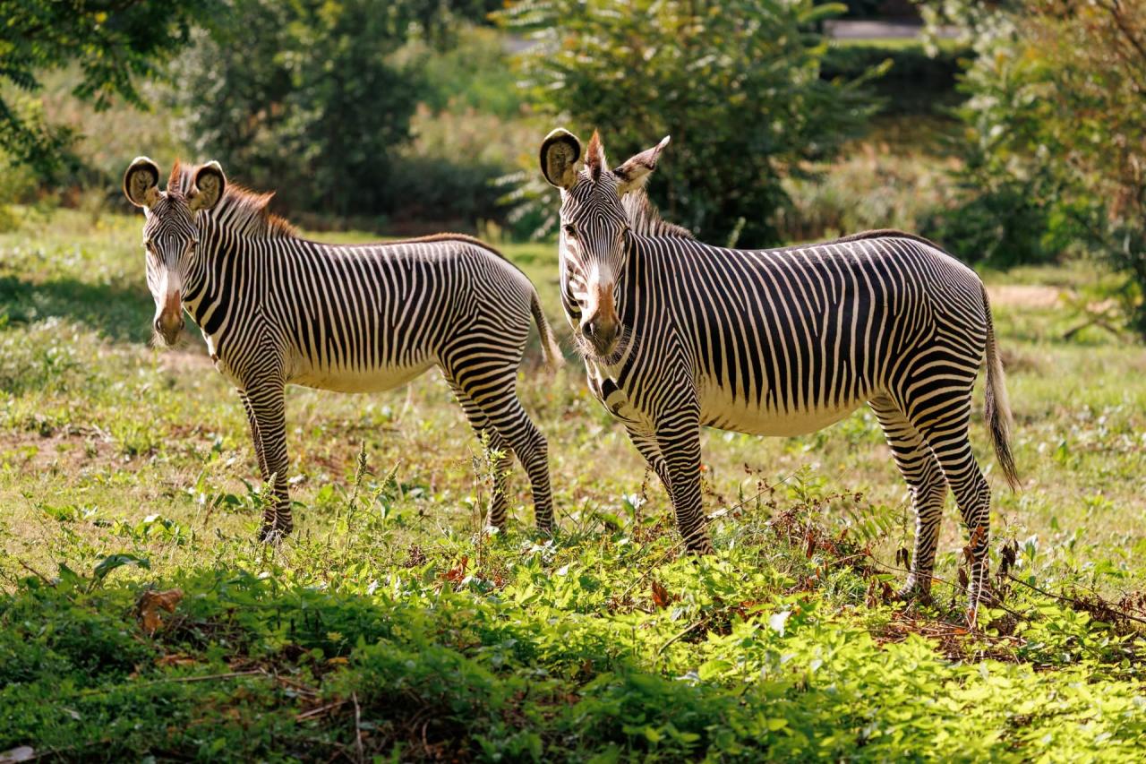 Nowe mieszkanki poznańskiego ZOO. Przyjechały z Niemiec