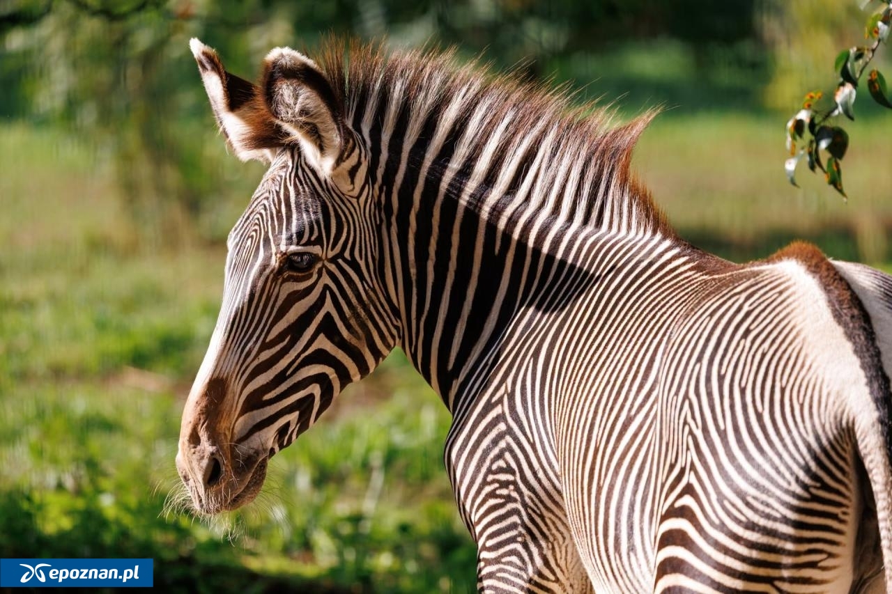 fot. ZOO Poznań Official / Facebook