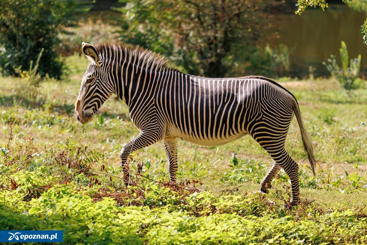 fot. ZOO Poznań Official / Facebook