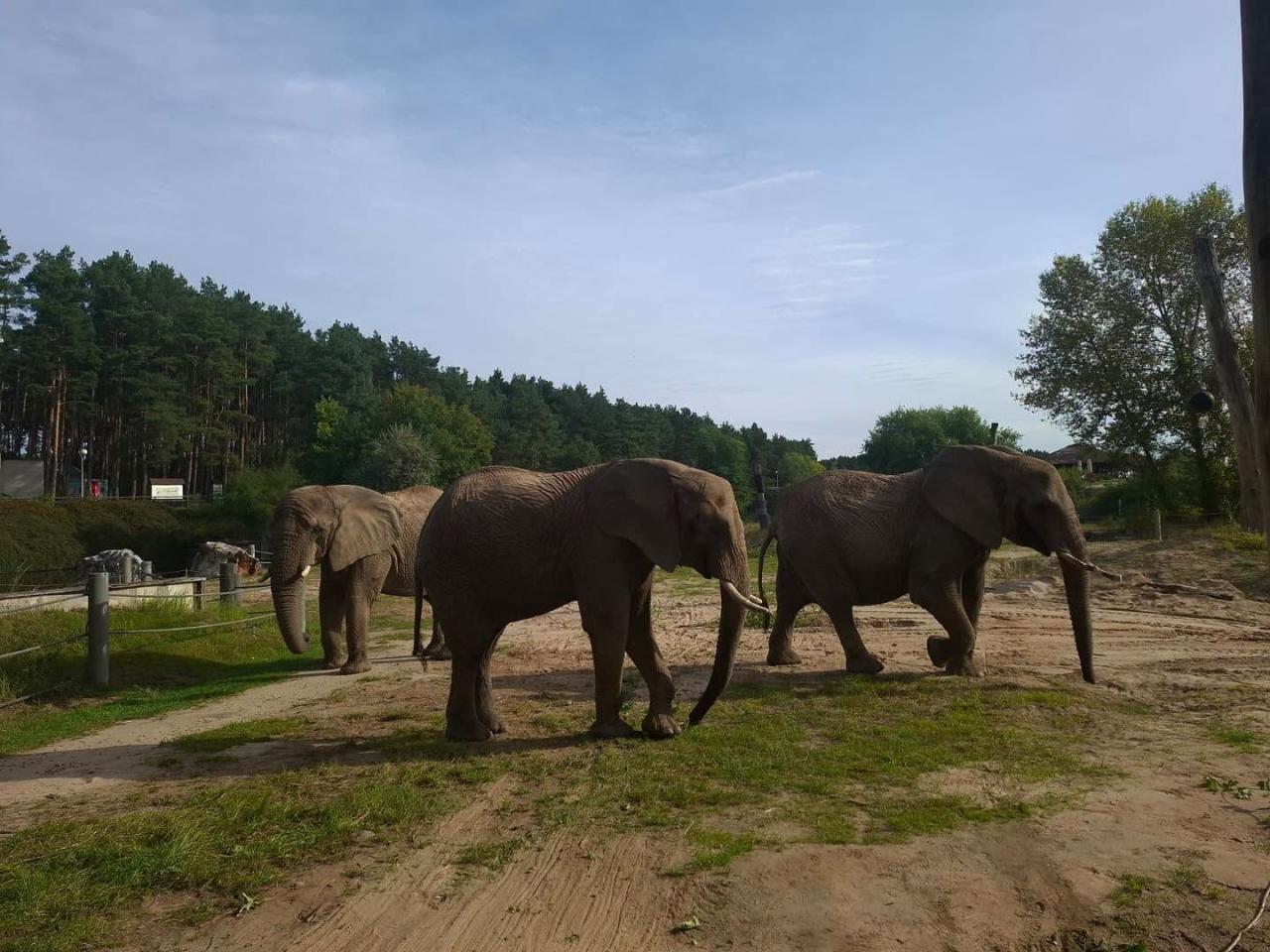 Nowe mieszkanki poznańskiego ZOO dziś po raz pierwszy pokazały się gościom
