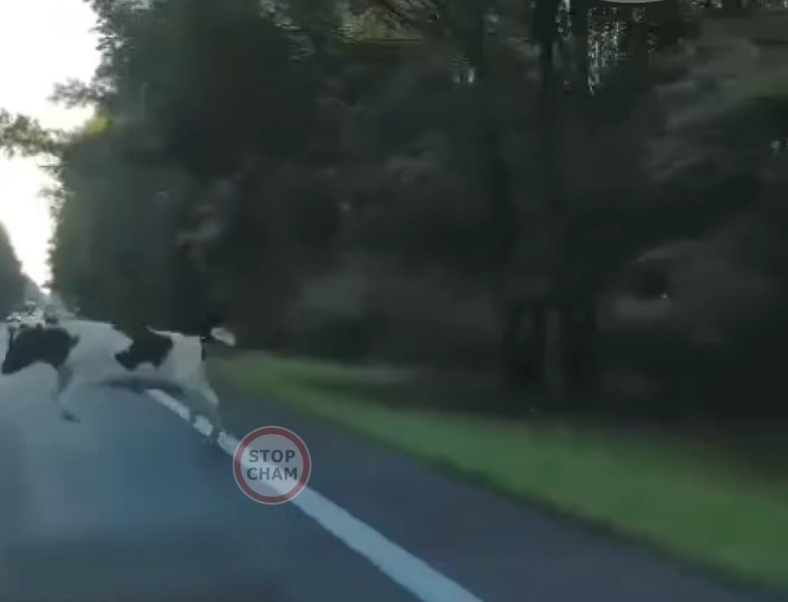 Sarna, dzik, a może zając? Tego zwierzęcia kierowca nie spodziewał się na krajowej "jedenastce"