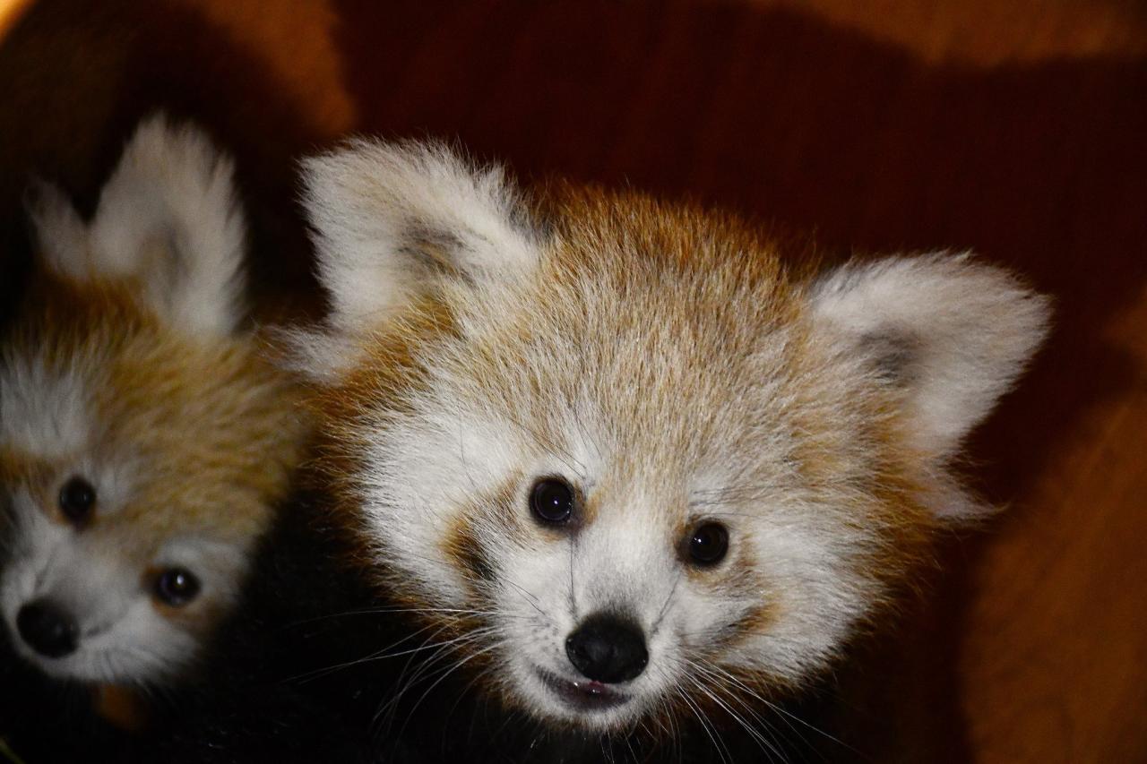 Małe pandki z poznańskiego ZOO mają już imiona. Wybrały je mieszkanki DPS-u