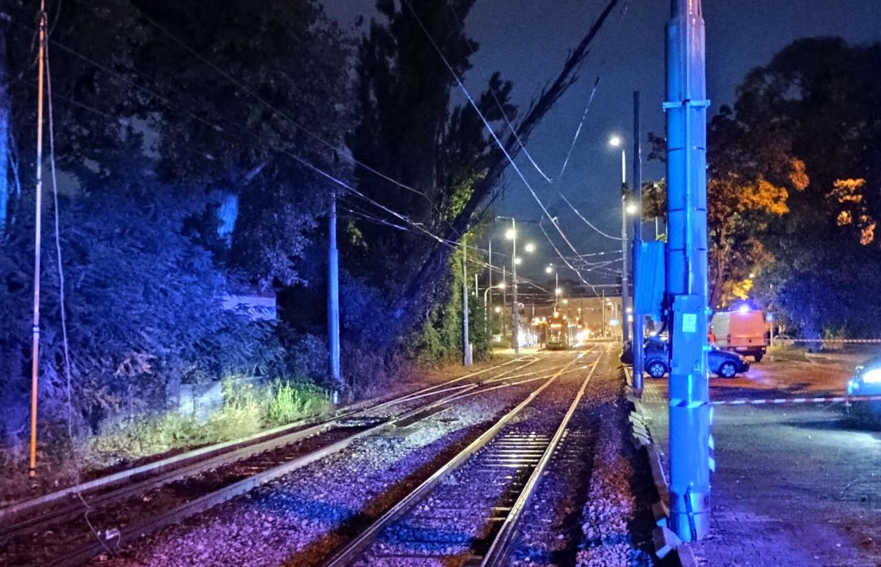 Powalone drzewo wstrzymało ruch tramwajów w Poznaniu